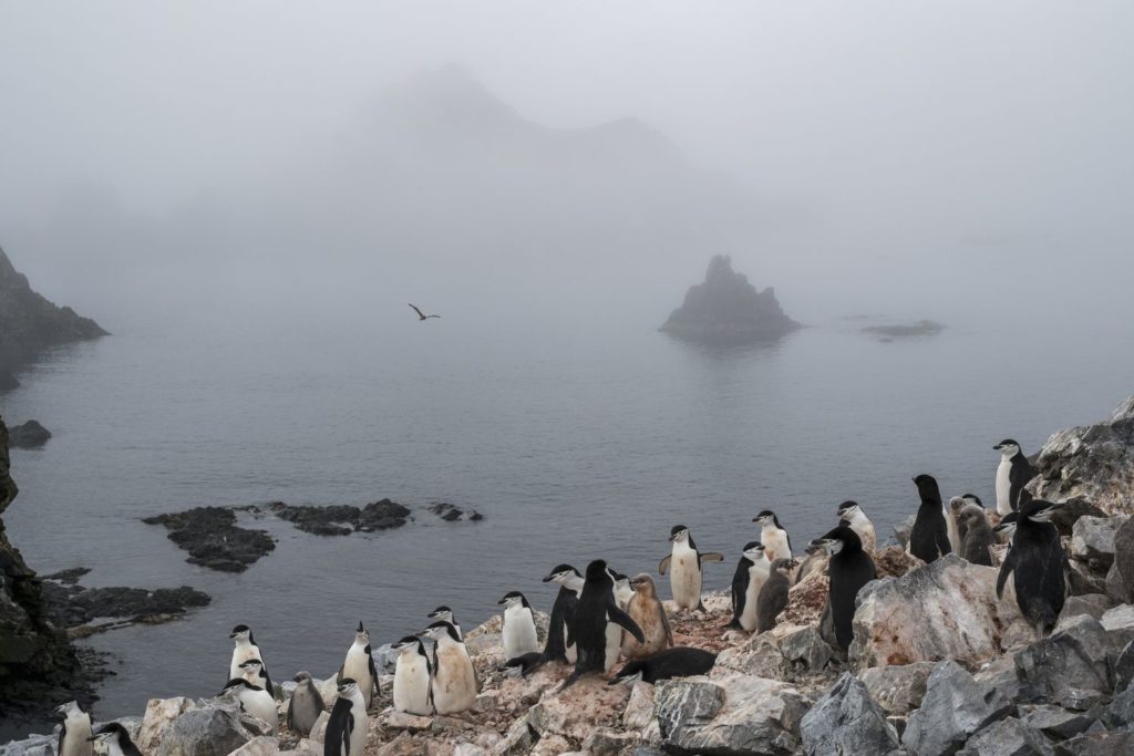 Colônia de pinguins na Low Island, na Antártida.CHRISTIAN ASLUND/GREENPEACE (Reprodução do El País)