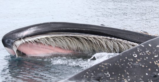 Baleia jubarte abre a boca na Antártida. TOM FOREMAN/ GREENPEACE (Reprodução do El País)