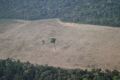Una imagen aérea muestra un árbol solitario en una zona deforestada cerca de Porto Velho, Rondonia, en agosto del año pasado. UESLEI MARCELINO (REUTERS/ Reprodução do El País)