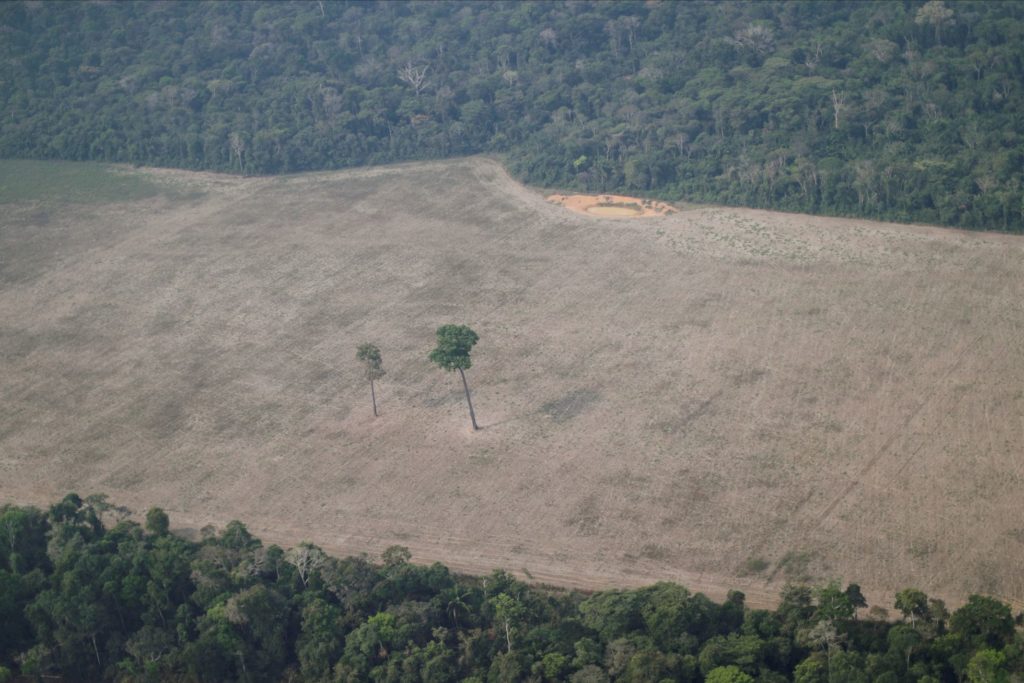 Una imagen aérea muestra un árbol solitario en una zona deforestada cerca de Porto Velho, Rondonia, en agosto de 2020. UESLEI MARCELINO (REUTERS/Reprodução do El País)
